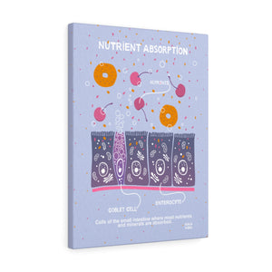 Nutrient absorption in small intestine science art canvas wrap