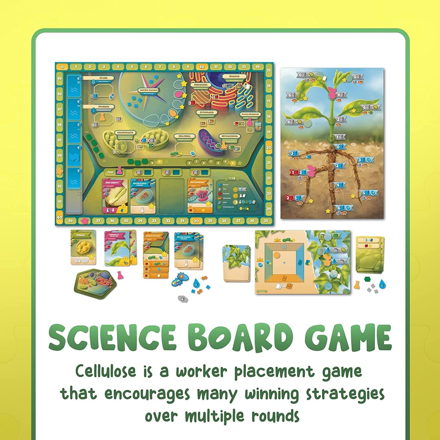 Cellulose board game player tokens and resource cards for plant biology gameplay, educational gift