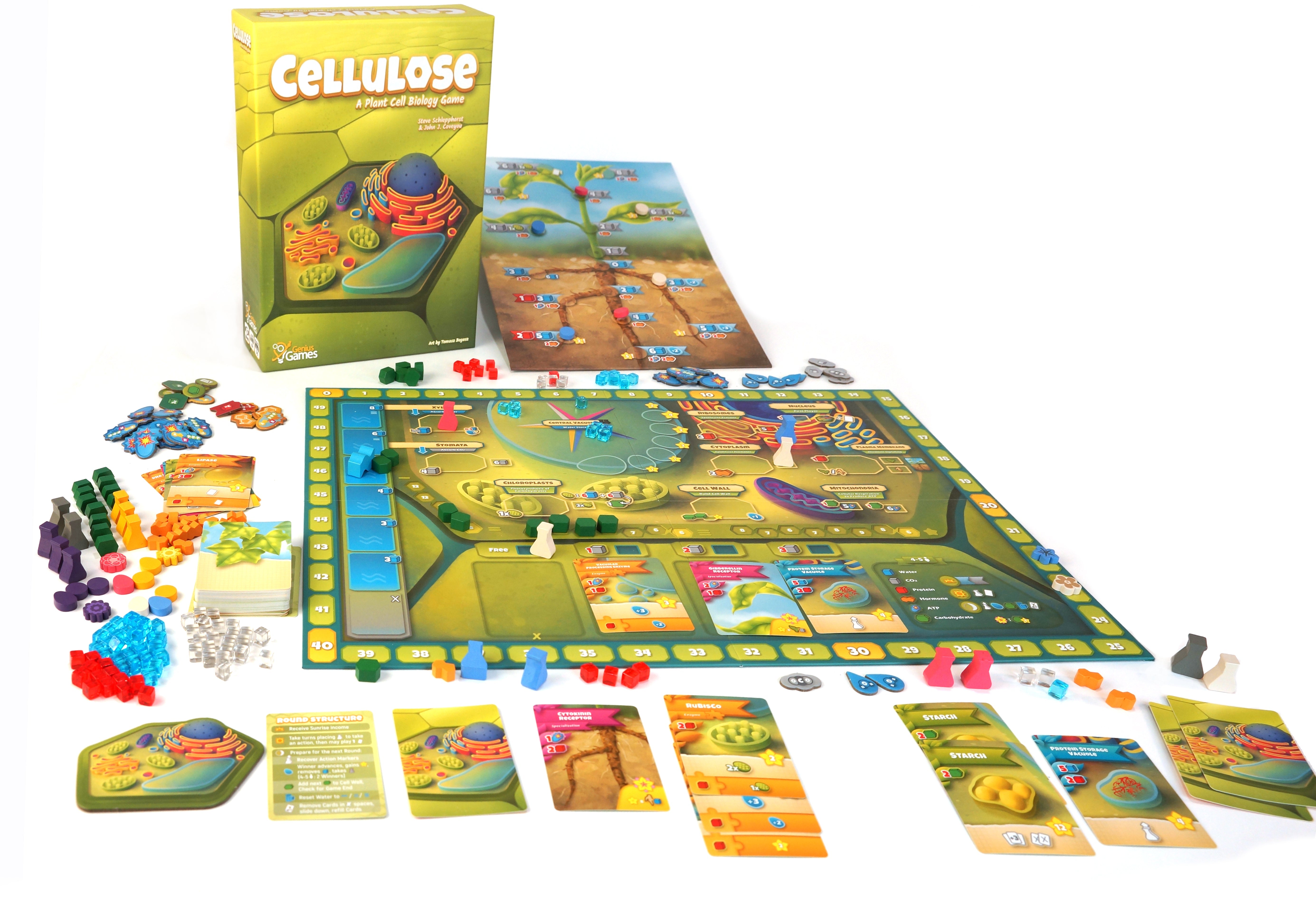 Cellulose board game components angled view, educational gift for plant biology students