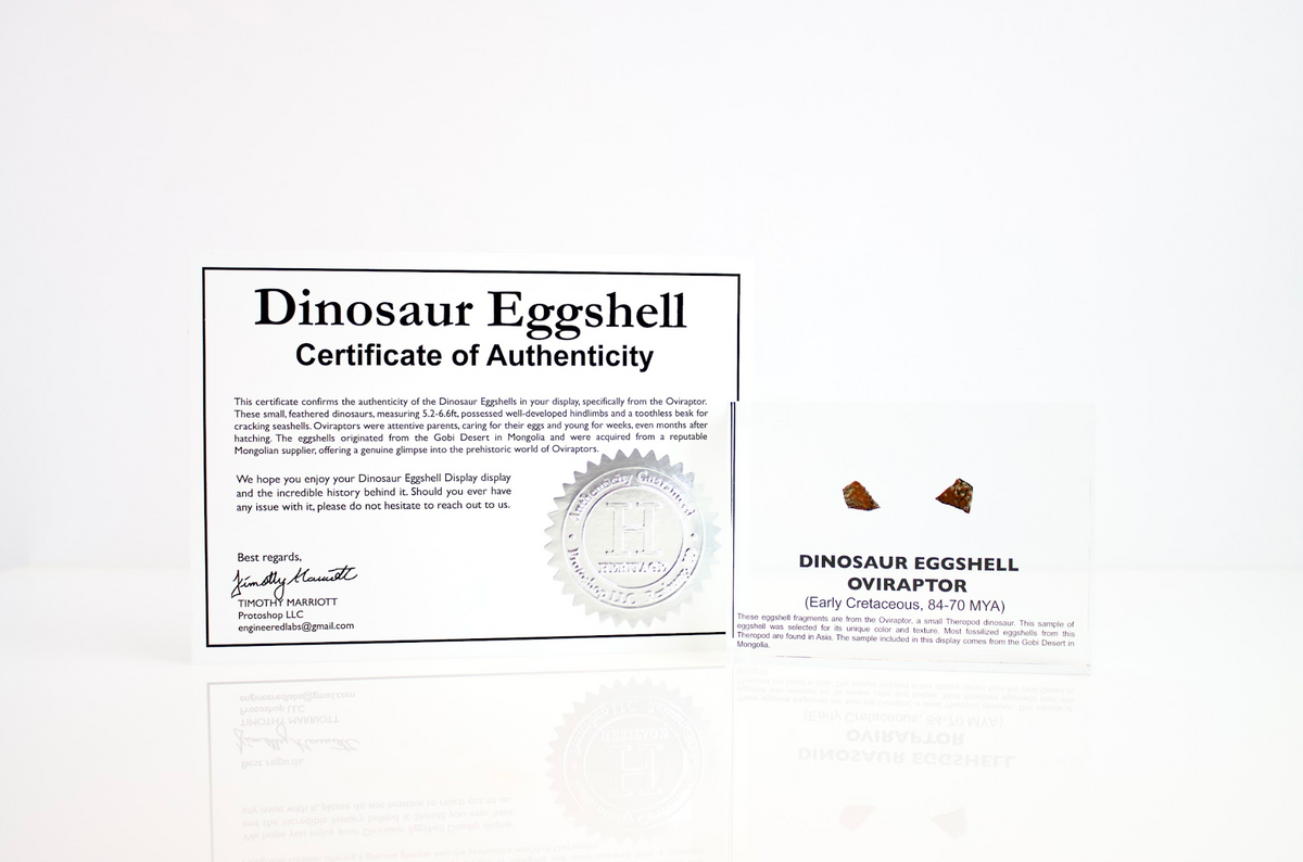 Certificate of authenticity for genuine Oviraptor dinosaur eggshell fossil, collector gift