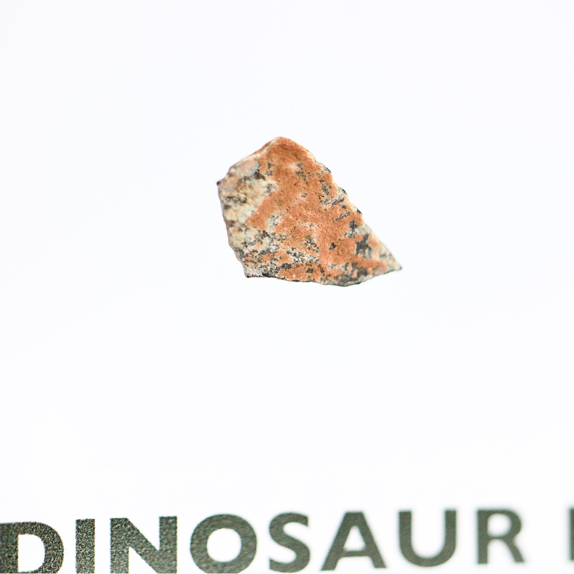 Close-up of authentic Oviraptor dinosaur eggshell fossil showing Cretaceous-era texture, collector gift