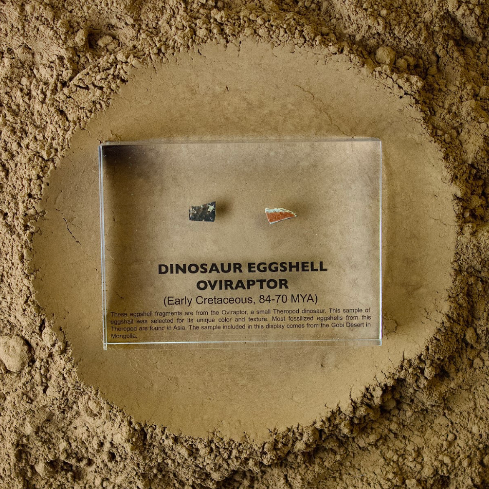 Genuine Oviraptor dinosaur eggshell fossil on natural earthy background, unique collector gift for fossil fans