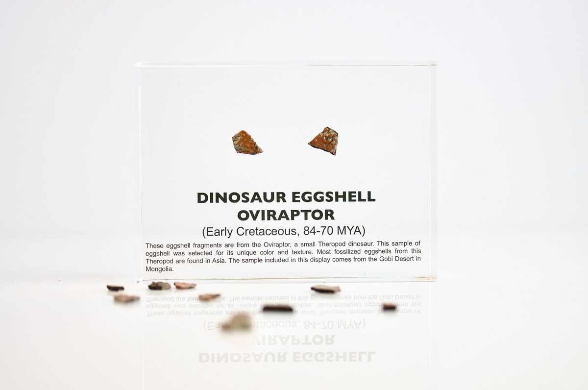 Authentic Oviraptor dinosaur eggshell fragments in acrylic display case, collector gift for fossil enthusiasts