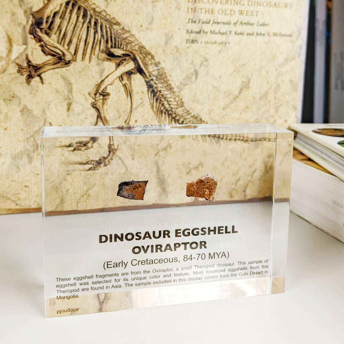Cretaceous-era Oviraptor dinosaur eggshell fossil on fossil-rich background, collector gift for naturalists