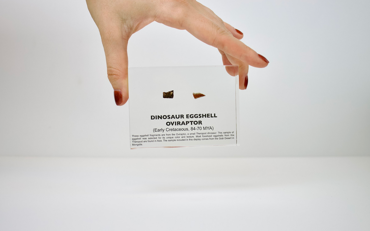 Person holding Oviraptor eggshell fossil display to show scale, unique collector gift for paleontologists