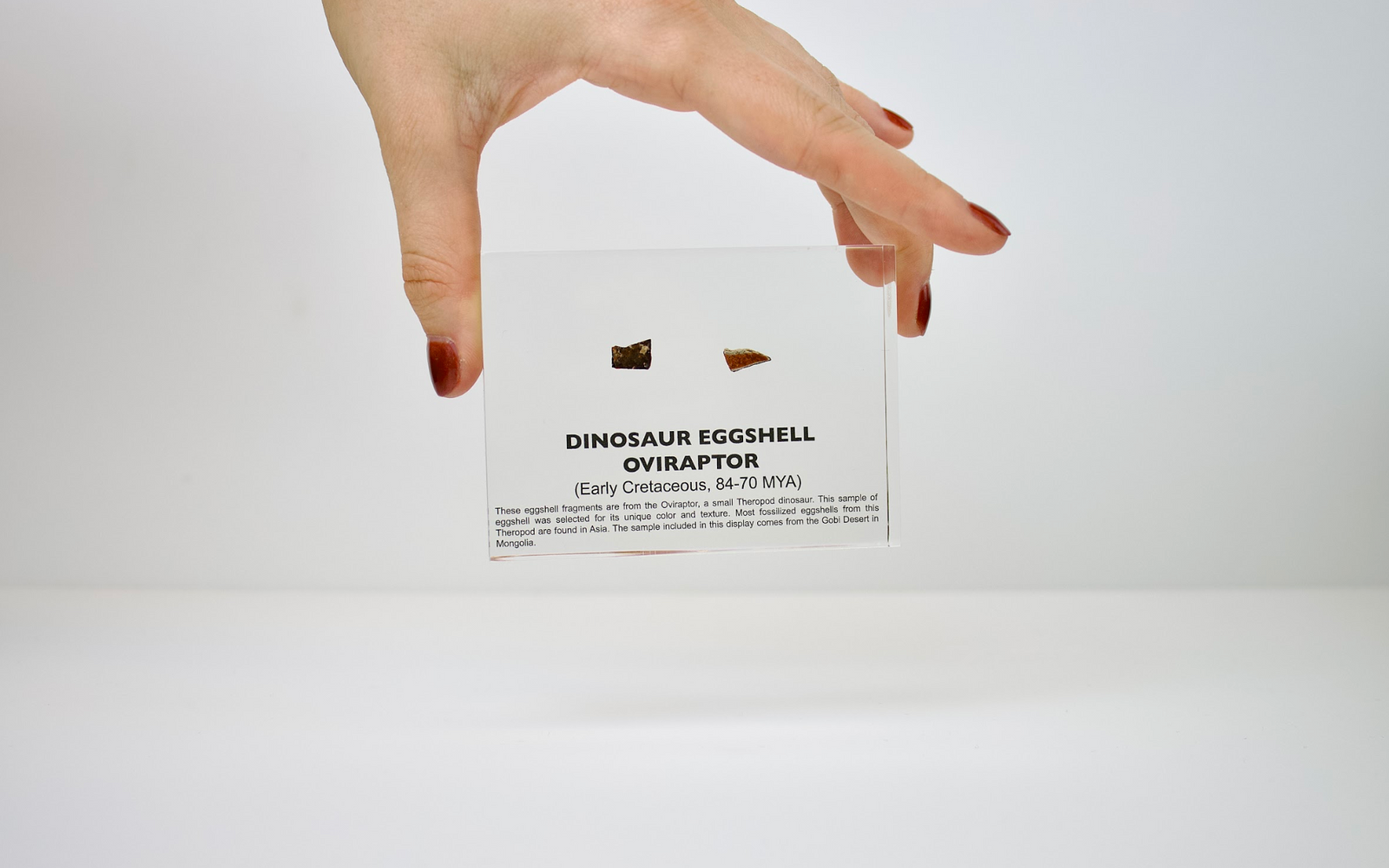 Person holding Oviraptor eggshell fossil display to show scale, unique collector gift for paleontologists