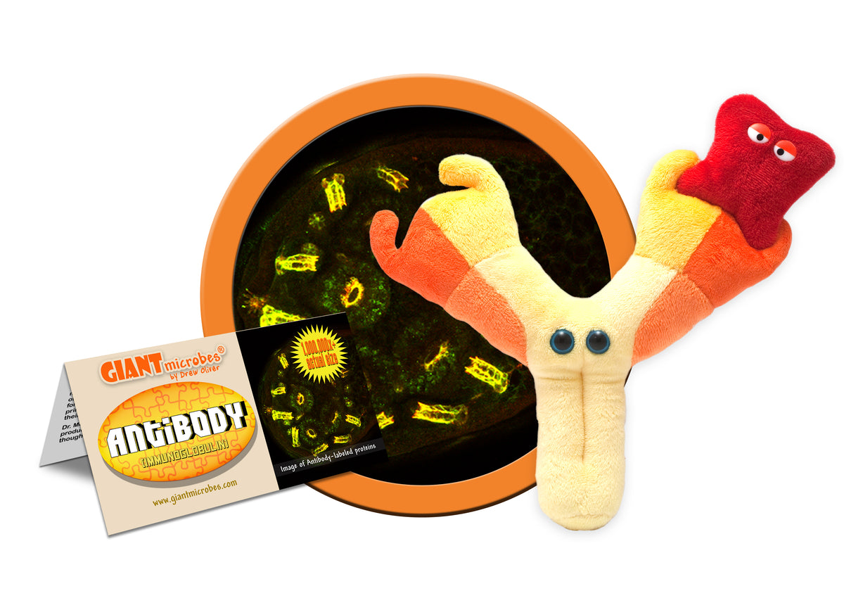 GIANTmicrobes antibody IgG plush in boxed packaging, science gift for immunology or pre-med students