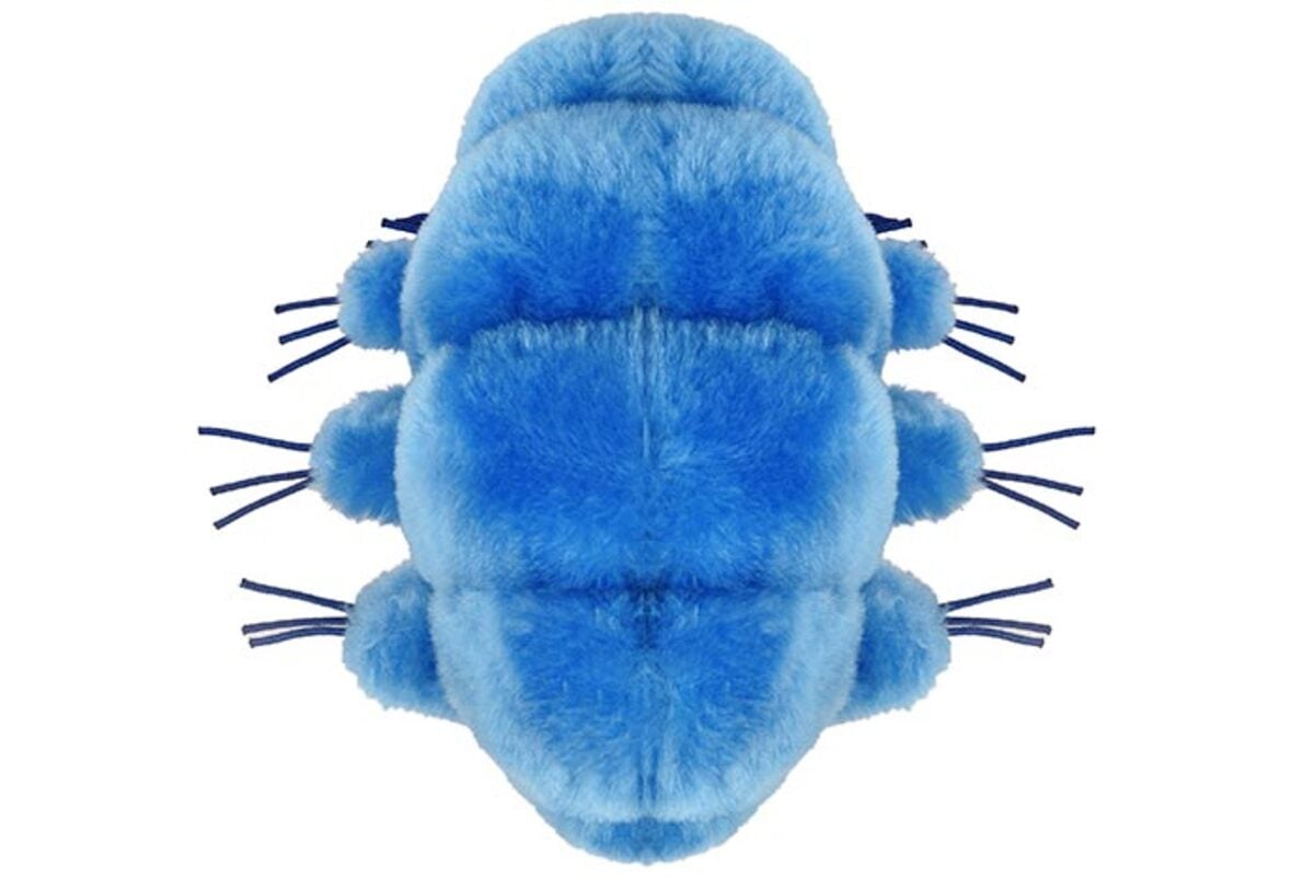 Tardigrade plush toy top view, unique science gift and dorm room decor for biology student