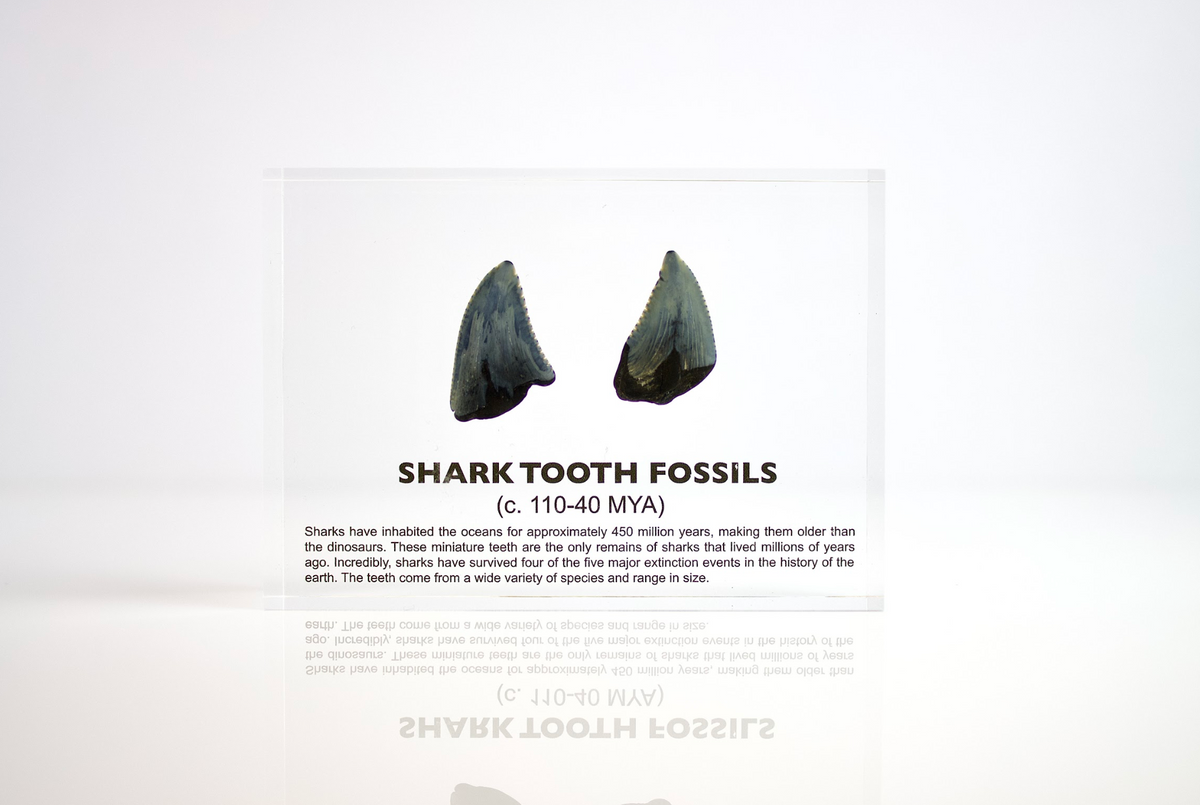 Ancient shark tooth fossil angled view showing root and crown structure, collector gift for naturalists