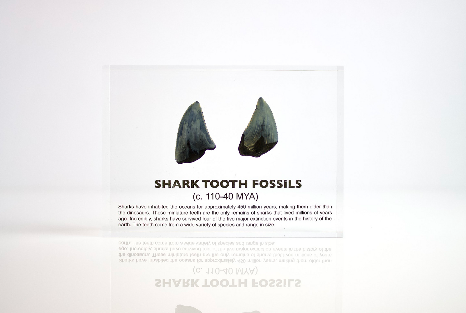 Ancient shark tooth fossil angled view showing root and crown structure, collector gift for naturalists
