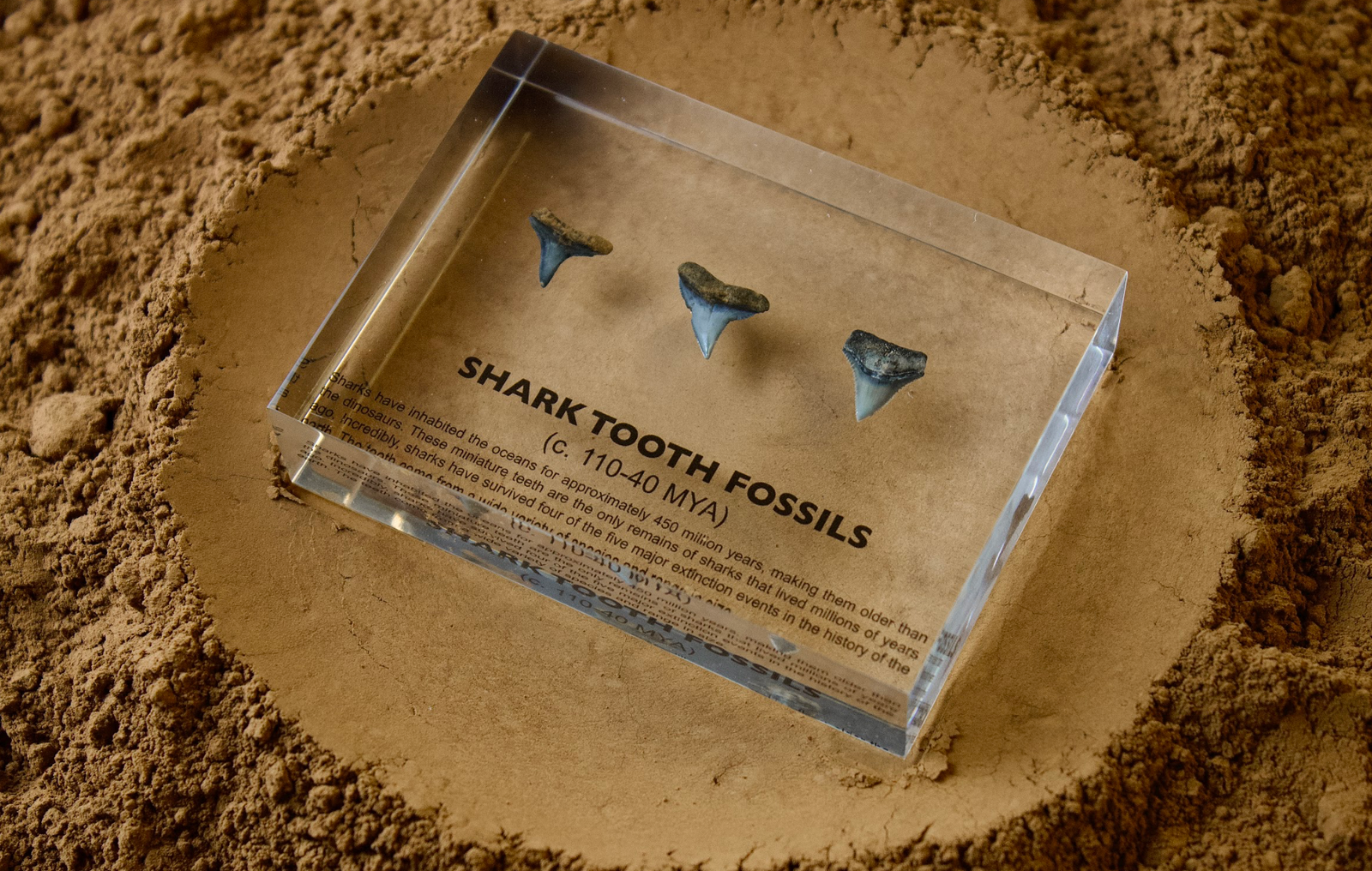 Close-up of genuine ancient shark tooth fossil showing natural serrated edges, unique collector gift