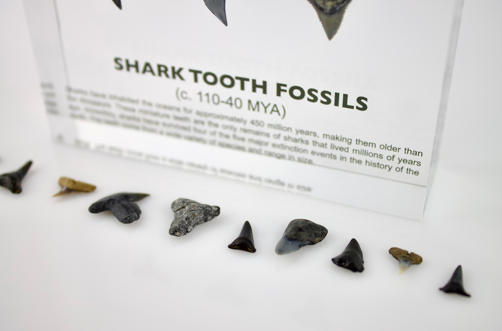 Prehistoric shark tooth fossil held in hand to show scale, rare collector gift for fossil enthusiasts