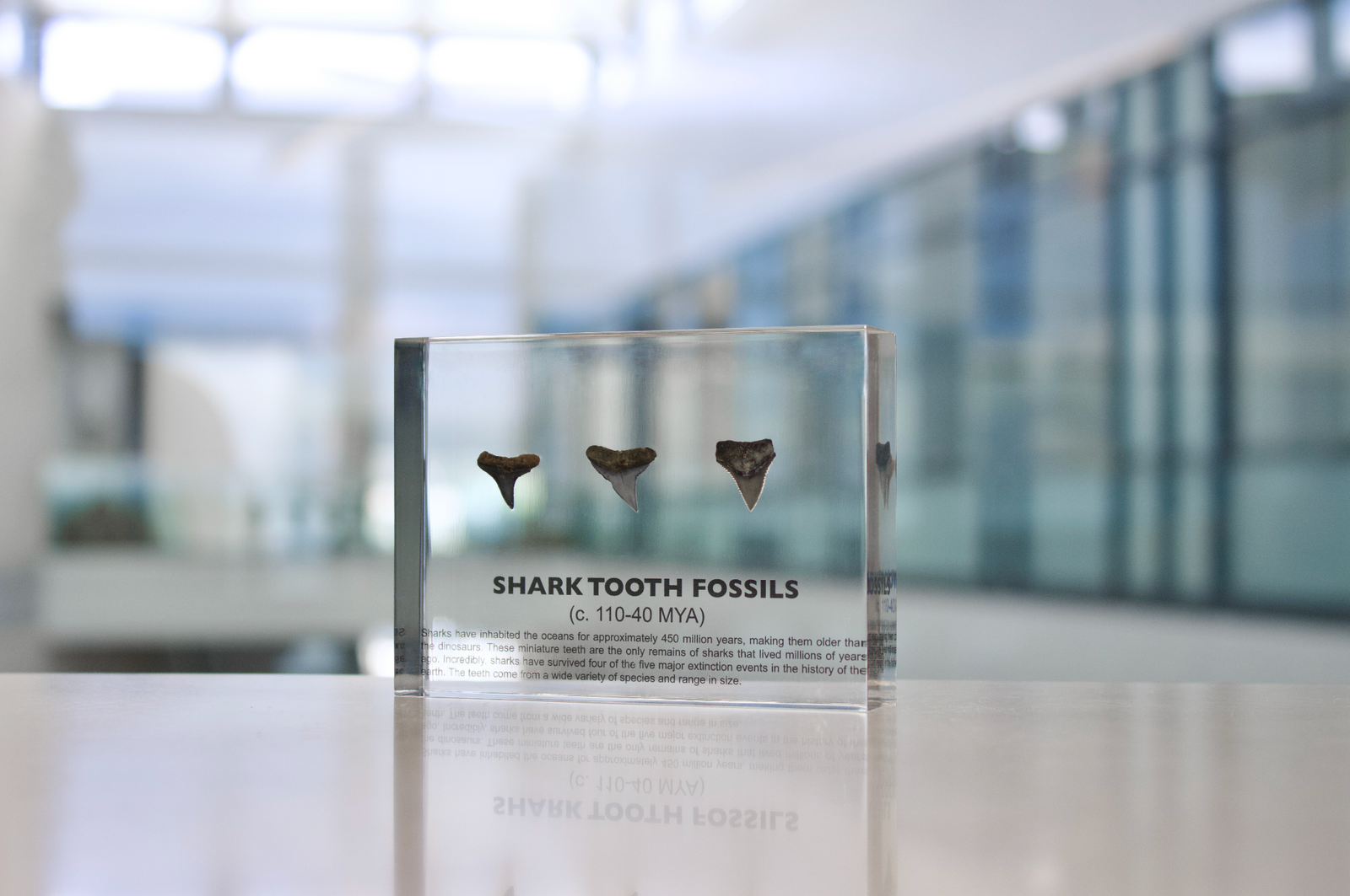 Ancient shark tooth fossil with certificate of authenticity on white background, collector gift
