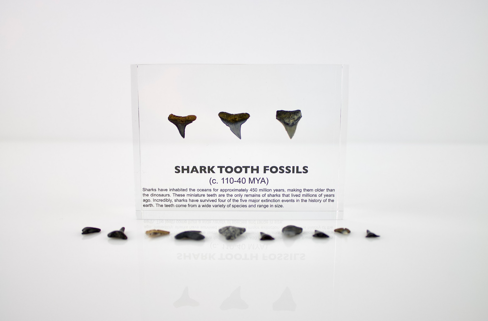Ancient shark tooth fossil over 450 million years old displayed on white background, collector gift for fossil fans