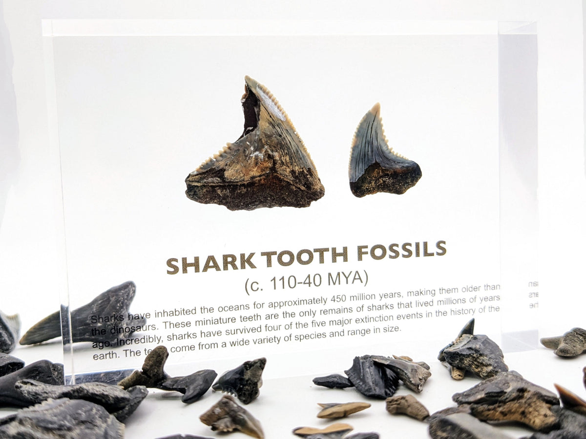 Real prehistoric shark tooth fossil from the Devonian period front view, collector gift for paleontology enthusiasts