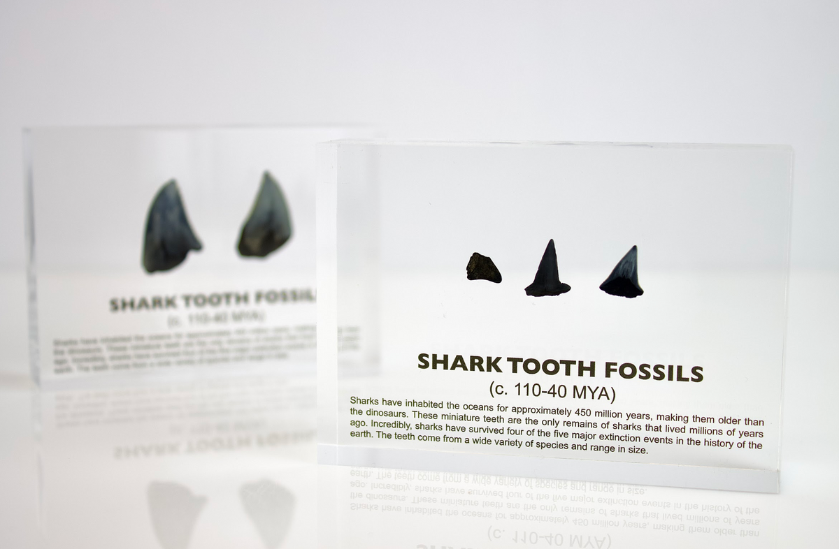 Shark tooth fossil from 450 million years ago displayed beside packaging, collector gift for science fans