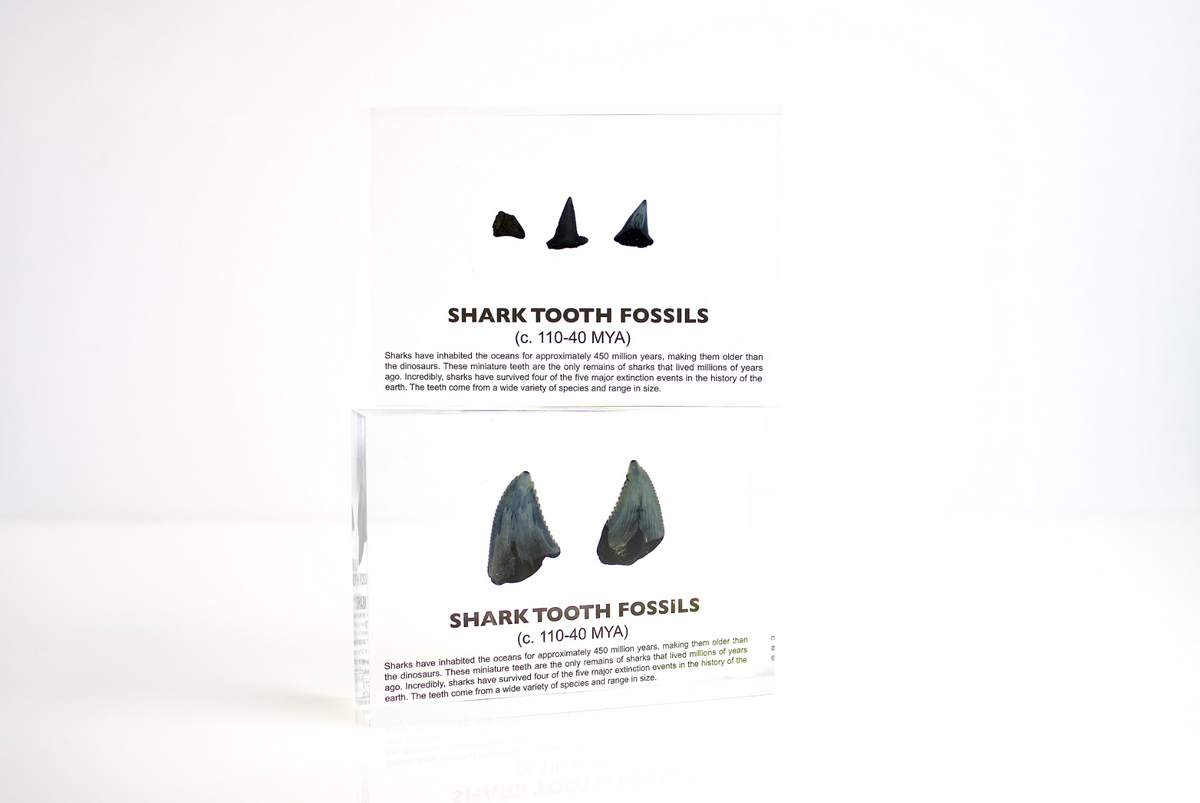 Multiple shark tooth fossils from 450 million years ago arranged for display, collector gift for science fans