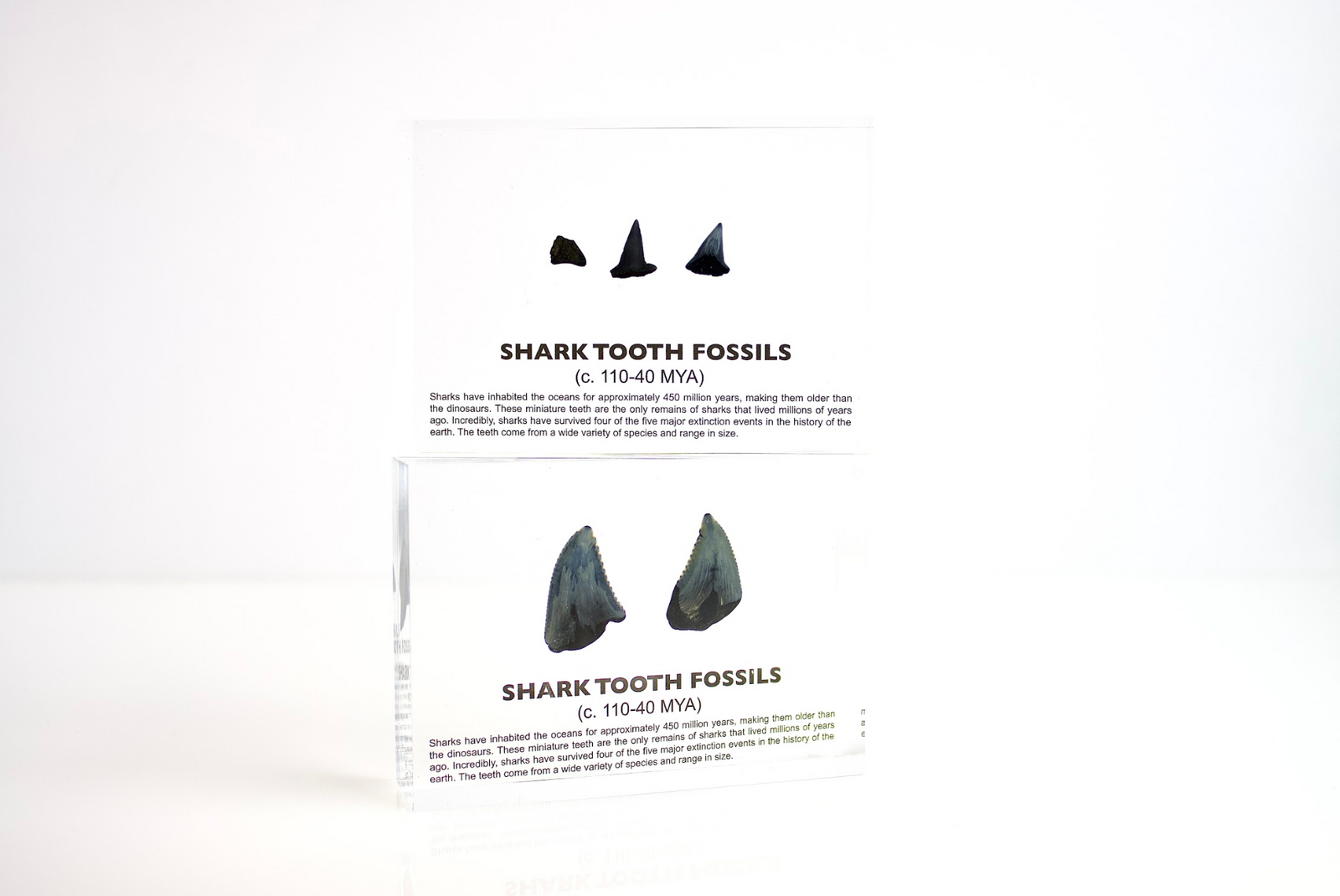 Multiple shark tooth fossils from 450 million years ago arranged for display, collector gift for science fans
