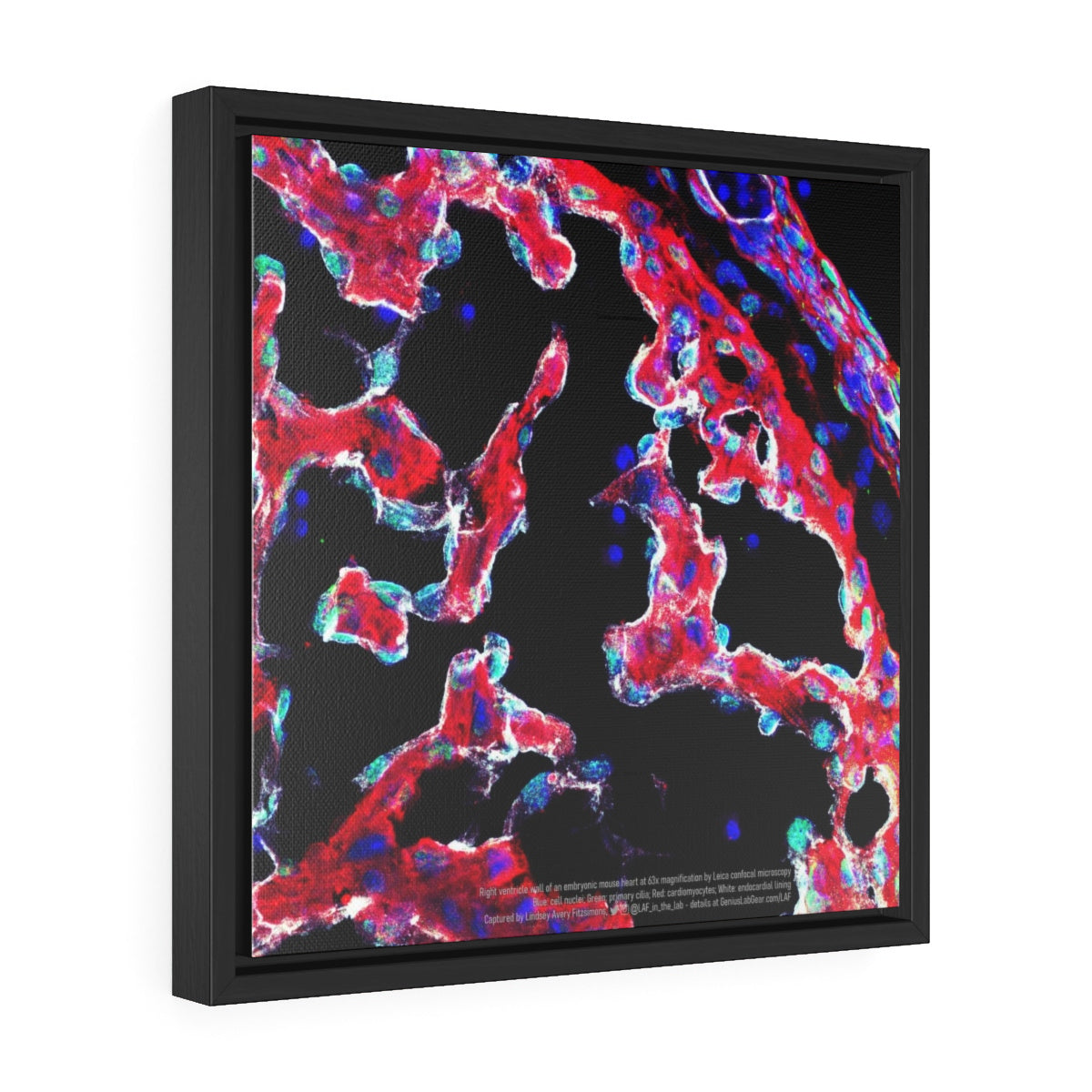 Heart microscopy science art right ventricle, gift for scientists