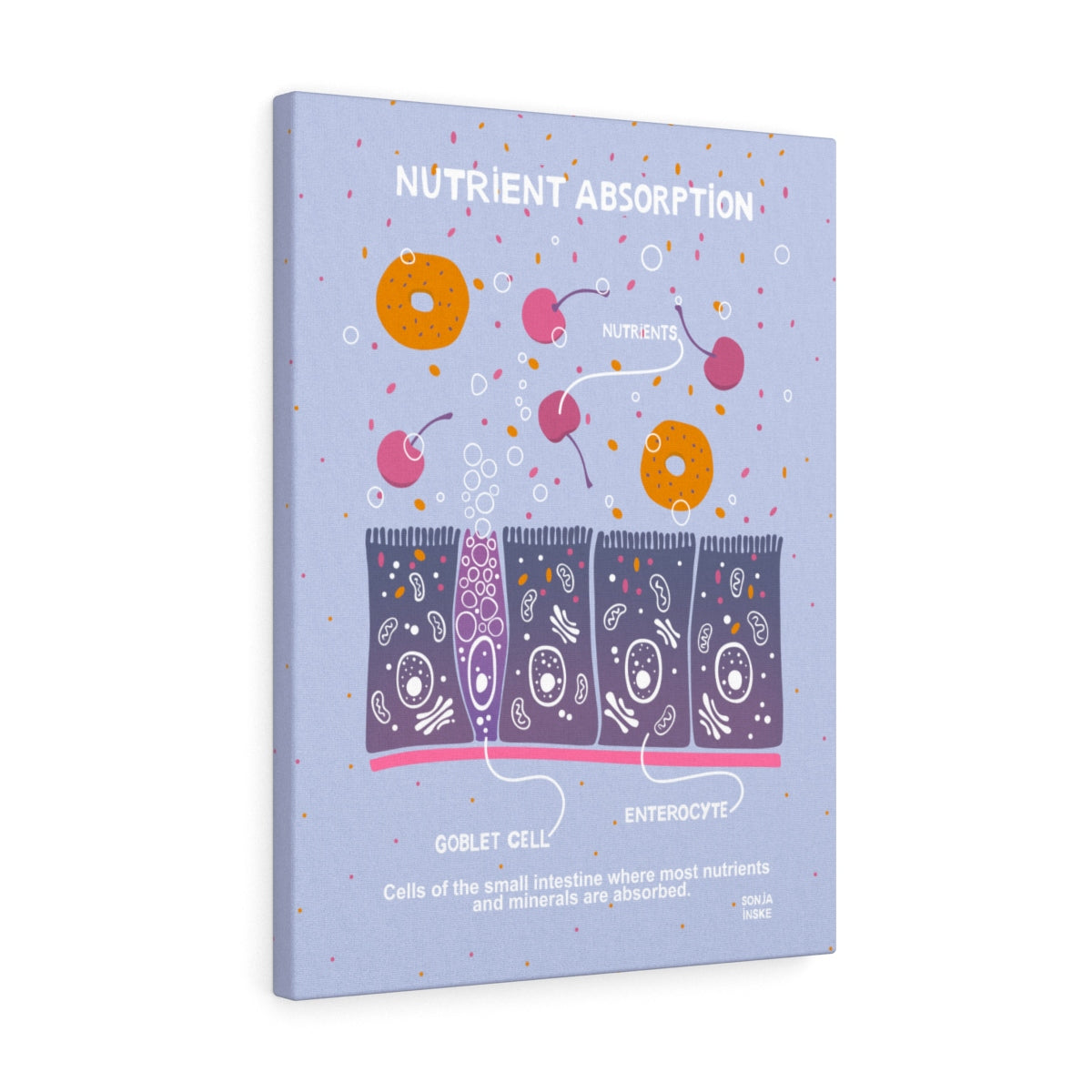 Nutrient absorption in small intestine science art canvas wrap